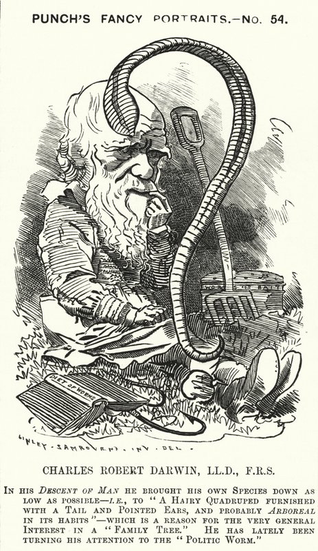 Punch tegneserie: Charles Darwin, engelsk naturforsker og biolog (gravering) av Edward Linley (after) Sambourne
