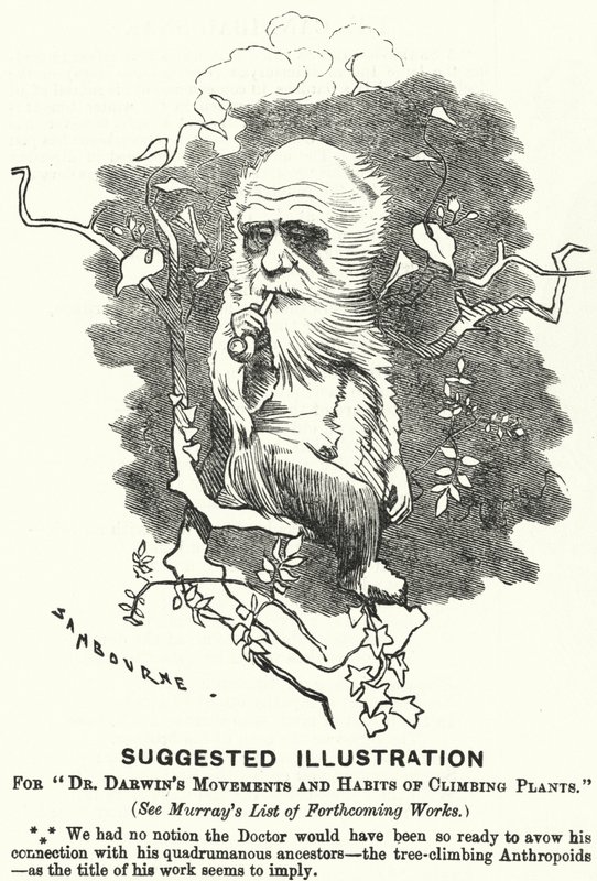Punch tegneserie: Foreslått illustrasjon for Dr Darwins bevegelser og klatreplanters vaner (gravering) av Edward Linley (after) Sambourne