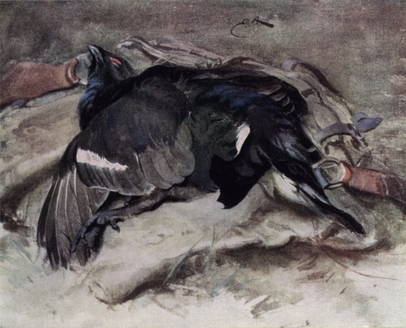 Blackcock av Edwin John Alexander