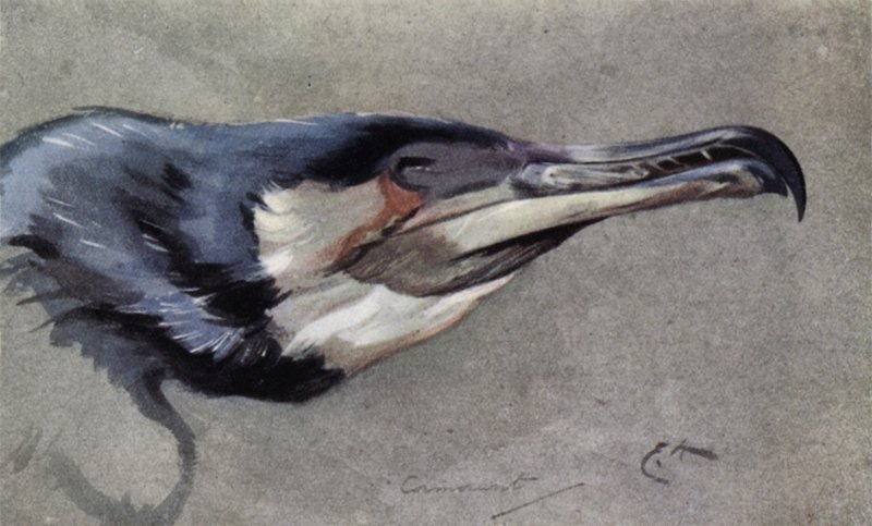 Skarv av Edwin John Alexander