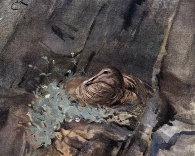 Ærfugl på reir av Edwin John Alexander