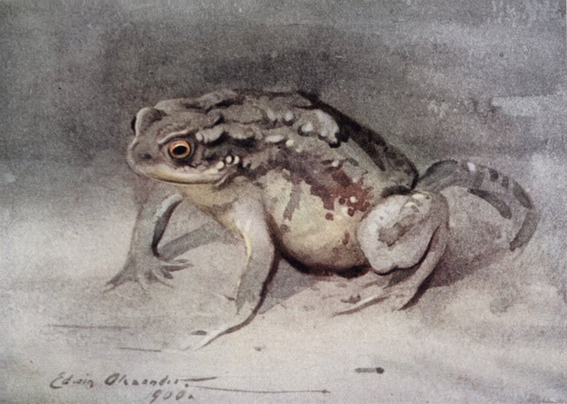 Padde av Edwin John Alexander