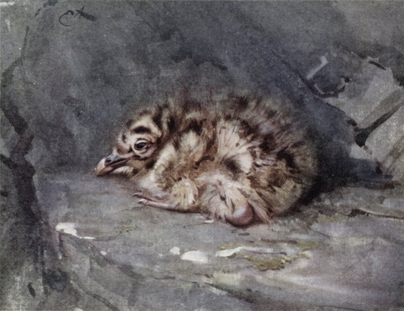 Ung svartbak av Edwin John Alexander