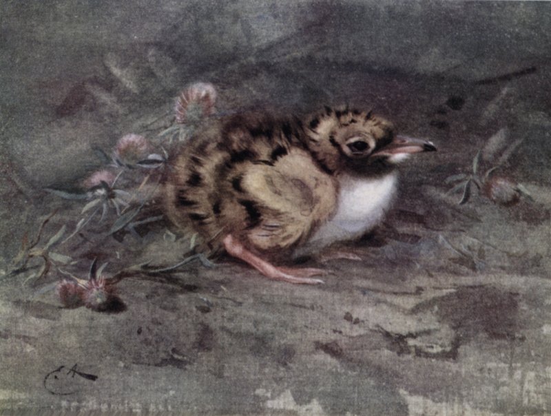 Ung tenåring av Edwin John Alexander