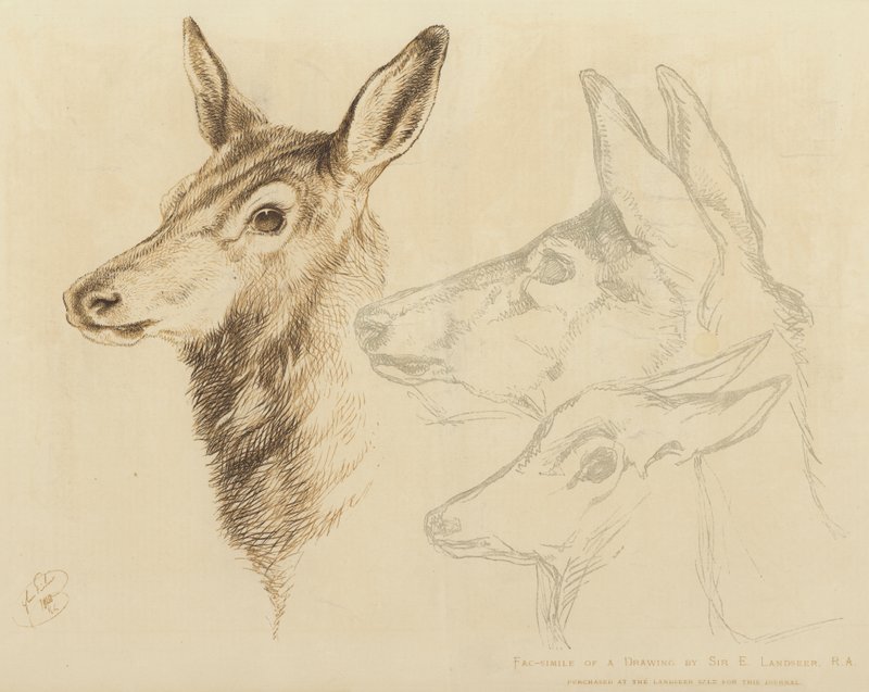 Faksimile av en tegning av Sir E Landseer, RA av Edwin Landseer