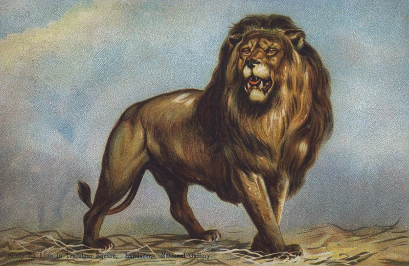 Studie for løve på Trafalgar Square av Landseer, National Gallery, London (farge litho) av Edwin (after) Landseer