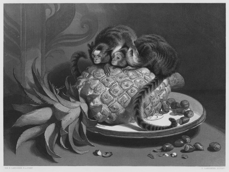 The Marmozettes, fra bildet i Royal Collection (gravering) av Edwin (after) Landseer