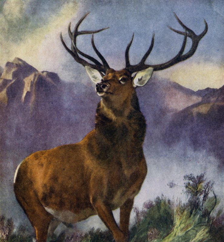 The Monarch of the Glen (farge litho) av Edwin (after) Landseer