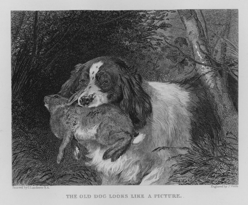Den gamle hunden ser ut som et bilde (gravering) av Edwin (after) Landseer