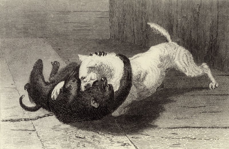 Eksempel X, hundekamp med ape av Edwin Landseer