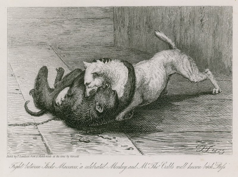 Kamp mellom Jacco Macacco, en berømt ape, og Thomas Cubbs velkjente tispe, Puss av Edwin Landseer