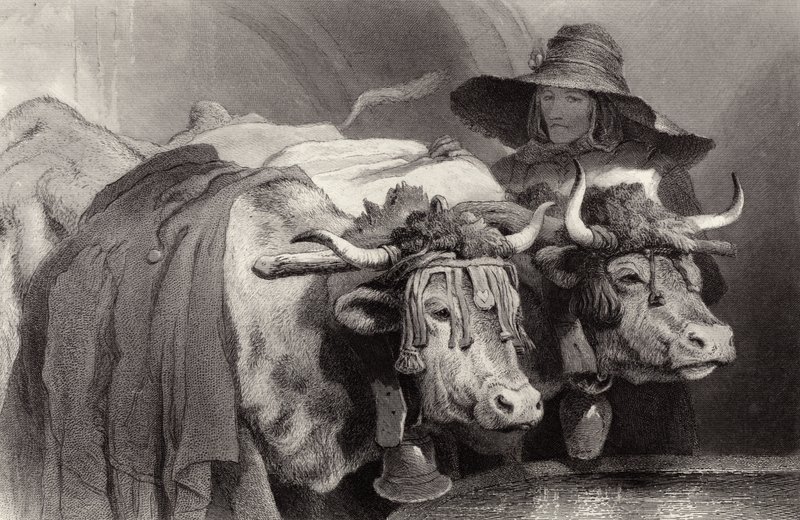 Okser ved tanken, Genève, Sveits av Edwin Landseer