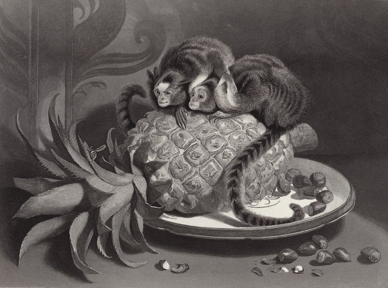 The Marmozettes av Edwin Landseer