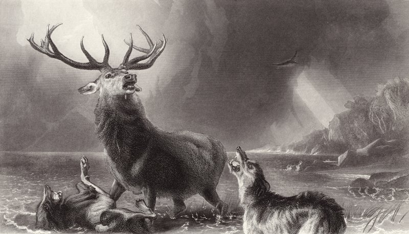 The Stag at Bay av Edwin Landseer