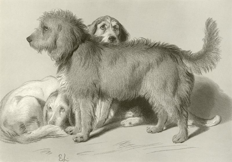 De tre hundene av Edwin Landseer