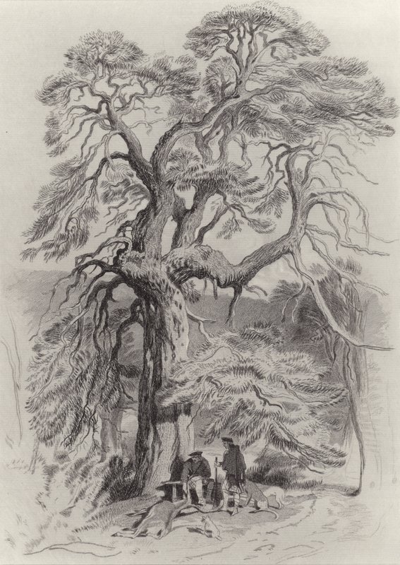 Under det gamle grantreet av Edwin Landseer