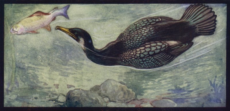 En skarv og byttet hans (farge litho) av Edwin Noble