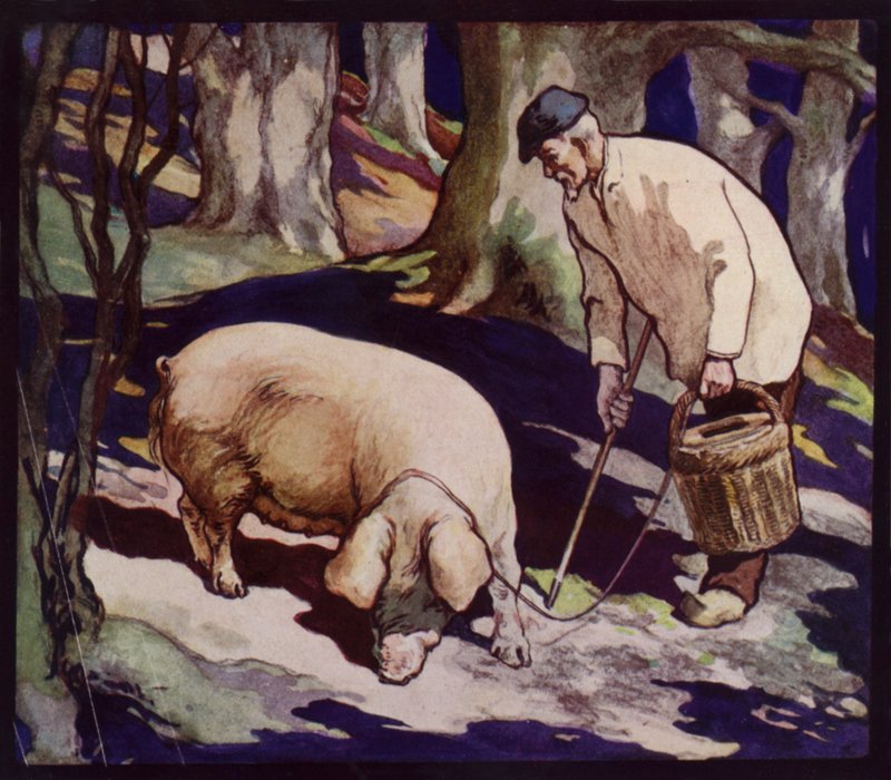 En fransk trøffeljaktgris (litho i farge) av Edwin Noble