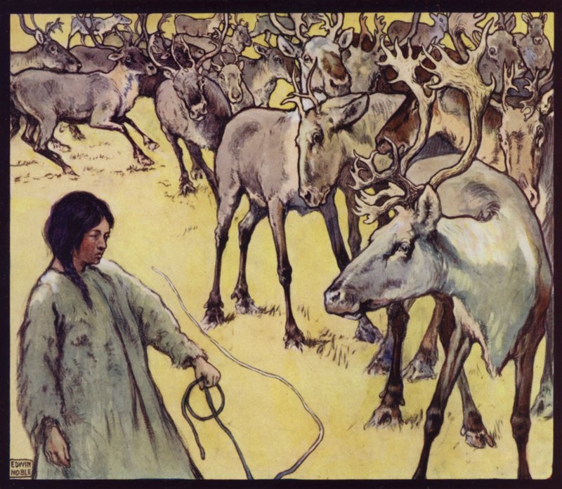 En lappjente med reinsdyrflokk (farge litho) av Edwin Noble
