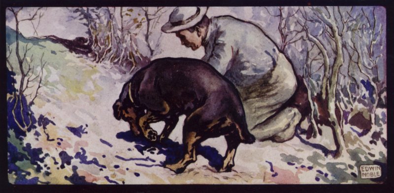 En engelsk trøffeljakthund (farge litho) av Edwin Noble