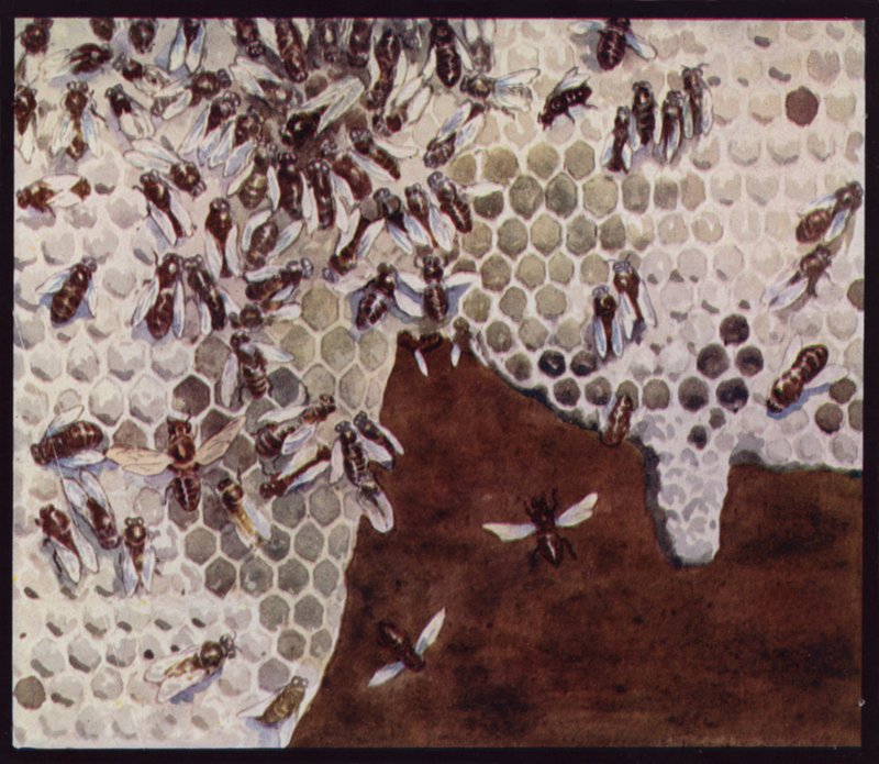 Bier i arbeid på honeycomb (farge litho) av Edwin Noble
