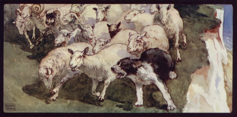 Bobtailed sauehund og flokk på klippene (farge litho) av Edwin Noble