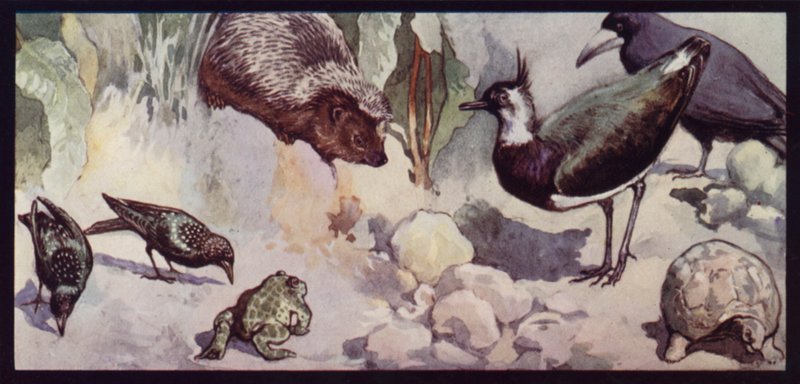 Fiender av ormen og sneglen (farge litho) av Edwin Noble