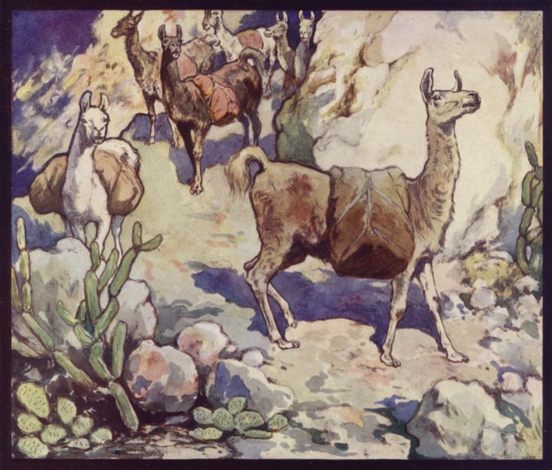 Lamaer i Andesfjellene (farge litho) av Edwin Noble