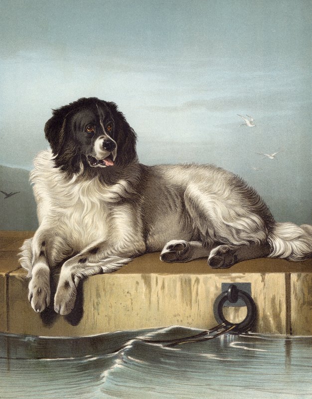 Et fremtredende medlem av Humane Society av Edwin after Landseer