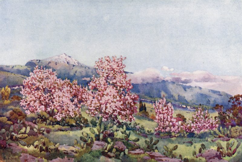 Almond Blossom, Valley of Orotava (farge litho) av Ella Du Cane