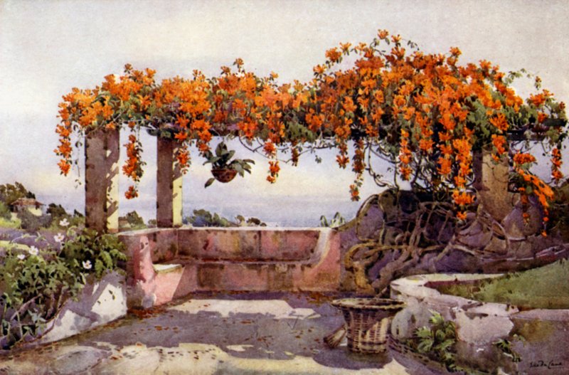 Bignonia Venusta (farge litho) av Ella Du Cane