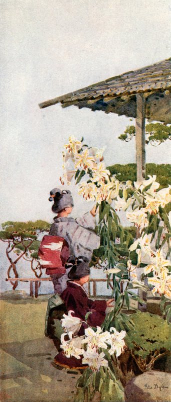 Golden Lily (farge litho) av Ella Du Cane