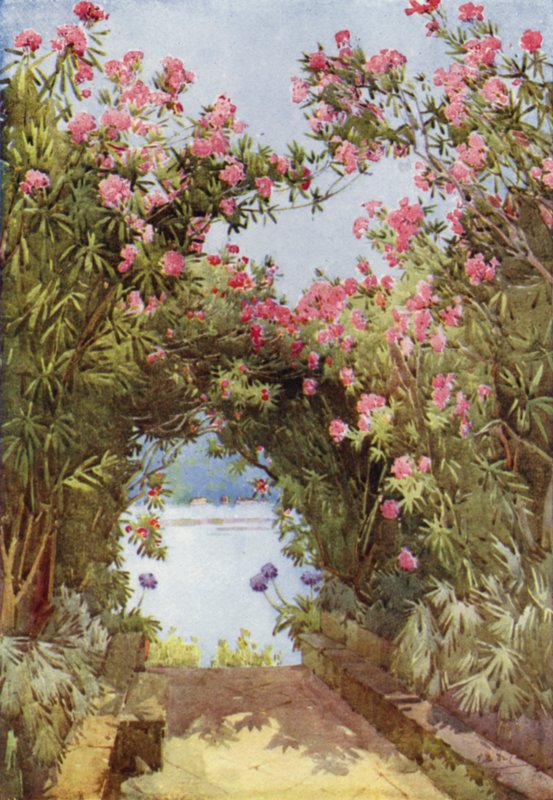Oleanders, Isola Madre, Lago Maggiore (farge litho) av Ella Du Cane