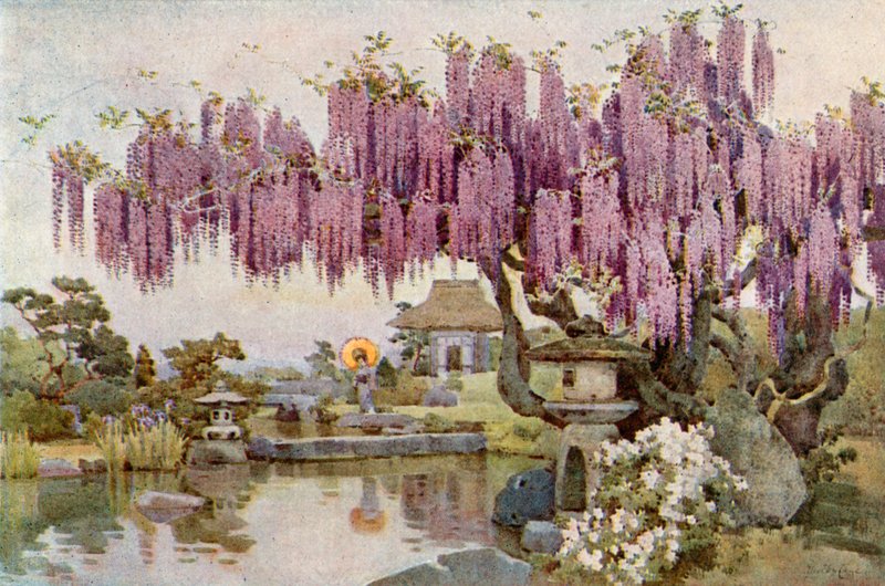 The Old Wistaria (farge litho) av Ella Du Cane