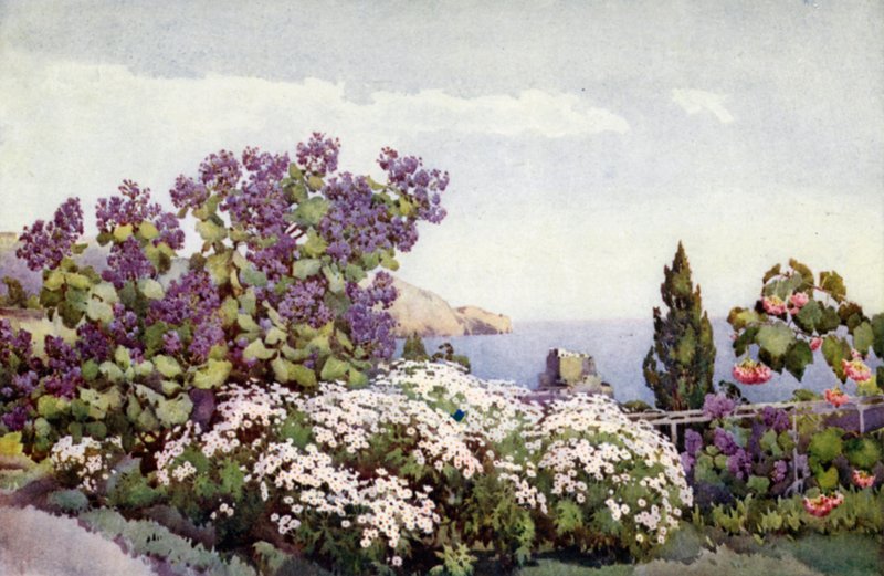 Weigandia og tusenfryd (farge litho) av Ella Du Cane