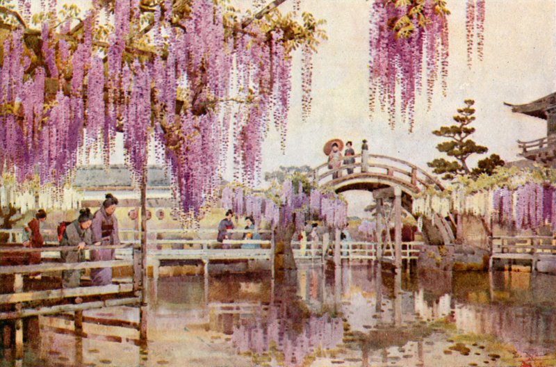 Wistaria, Kameido (farge litho) av Ella Du Cane