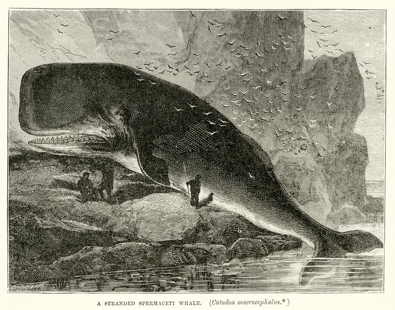 En strandet spermacetihval (Catodon Macrocephalus) av English School