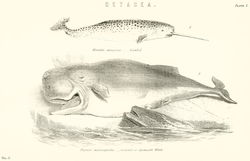 Cetacea av English School