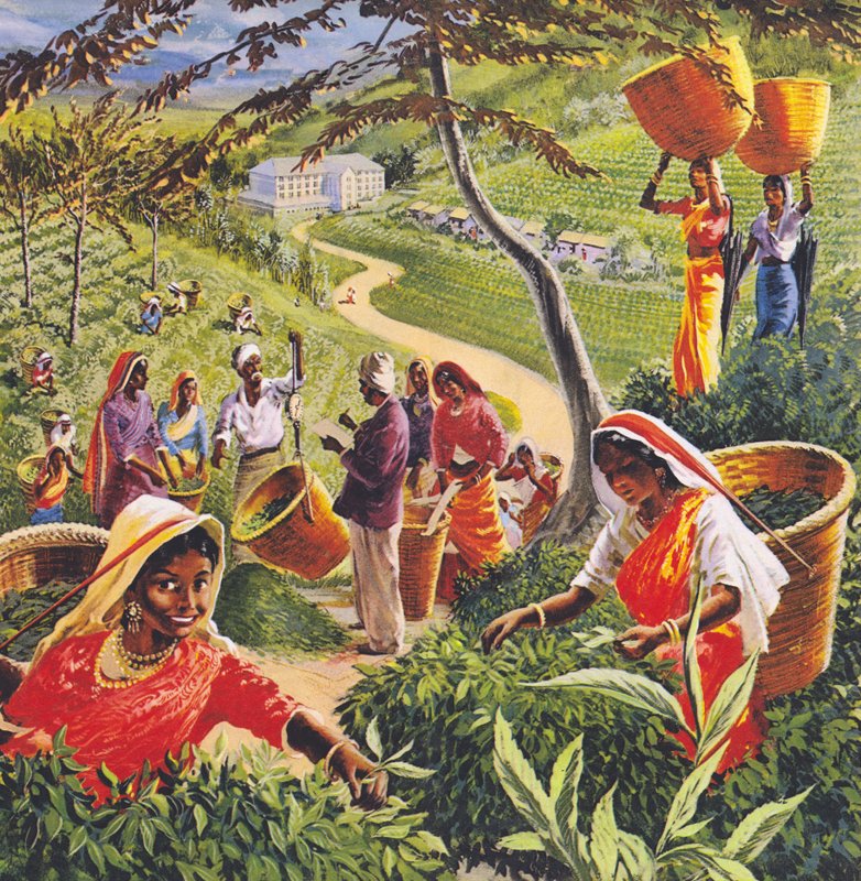 Teplantasje på Ceylon, 1960-tallet. av English School