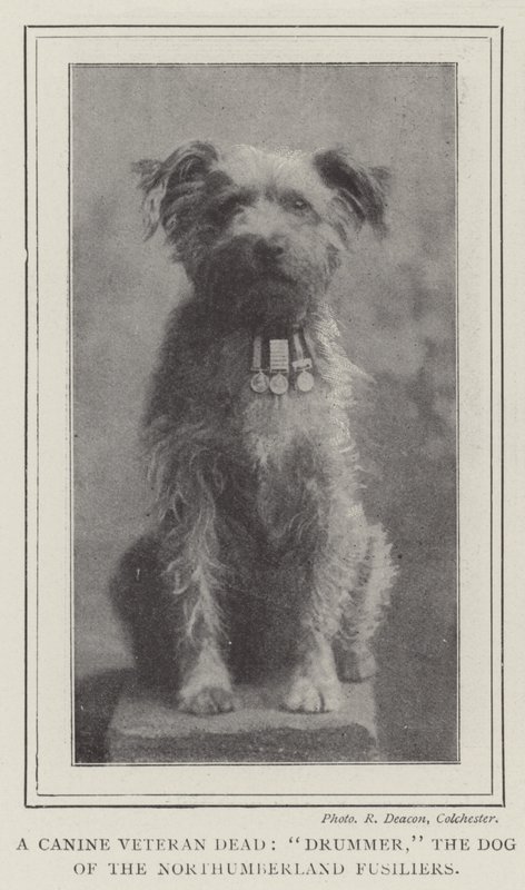 En hundeveteran død, trommeslager, hunden til Northumberland Fusiliers av English Photographer