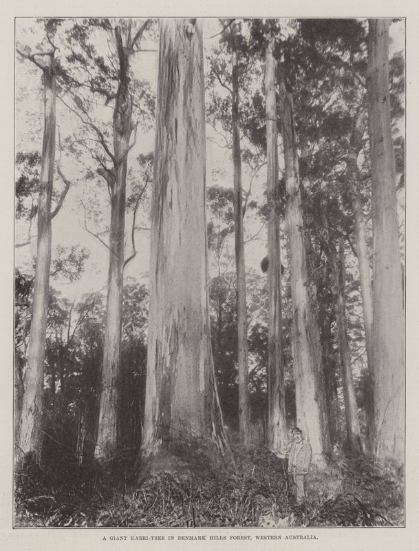 Et gigantisk Karri-tre i Denmark Hills Forest, Vest-Australia av English Photographer