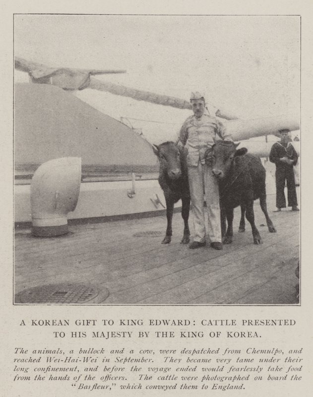 En koreansk gave til kong Edward, storfe presentert til Hans Majestet av kongen av Korea av English Photographer