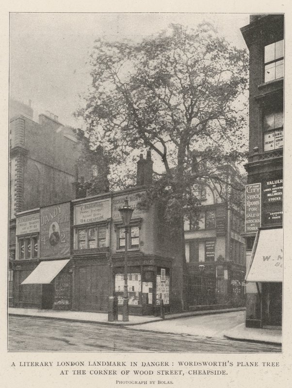 Et litterært London-landemerke i fare, Wordsworths platan ved hjørnet av Wood Street, Cheapside av English Photographer