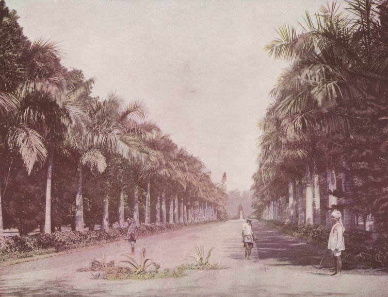 Avenue of Palms, Botanical Gardens, Calcutta (farget bilde) av English Photographer
