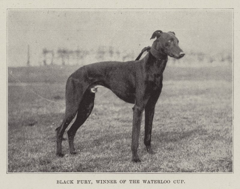Black Fury, vinner av Waterloo Cup av English Photographer