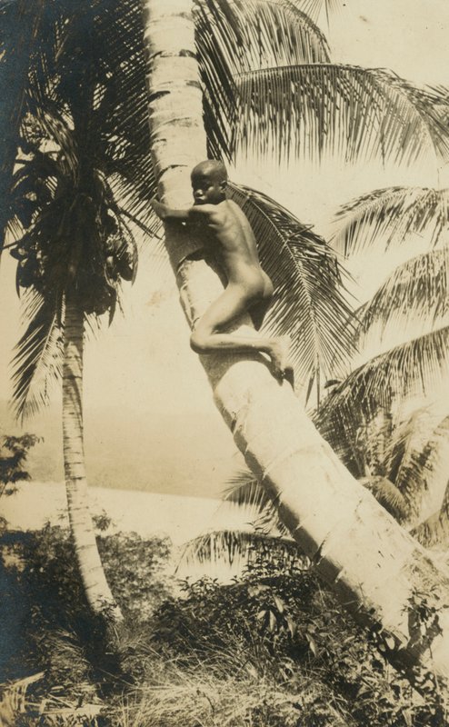 Gutt som klatrer i et tre, Constant Bay, Jamaica av English Photographer