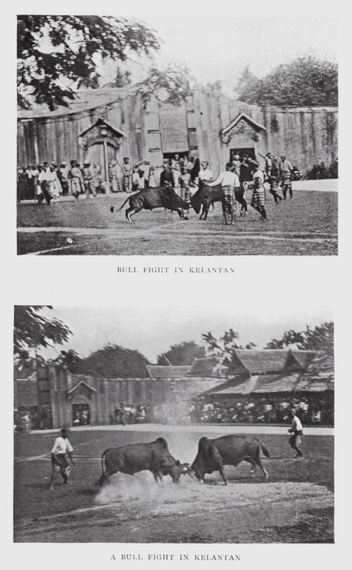 Oksekamp i Kelantan (s/hvitt bilde) av English Photographer