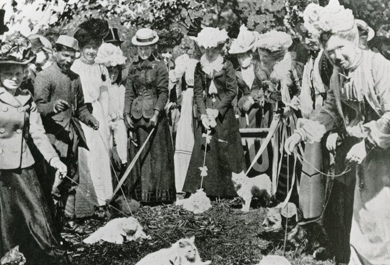 Katteutstilling i Royal Botanic Gardens, Westminster, i 1900 av English Photographer