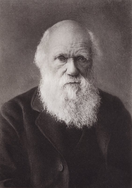 Charles Darwin, portrett, ca 1880 (s/hvitt-bilde) av English Photographer