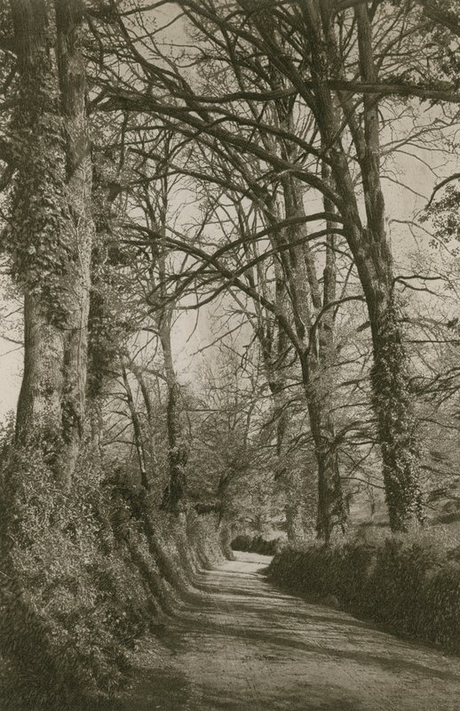 Cockington Lane, Devonshire, nær Torquay av English Photographer